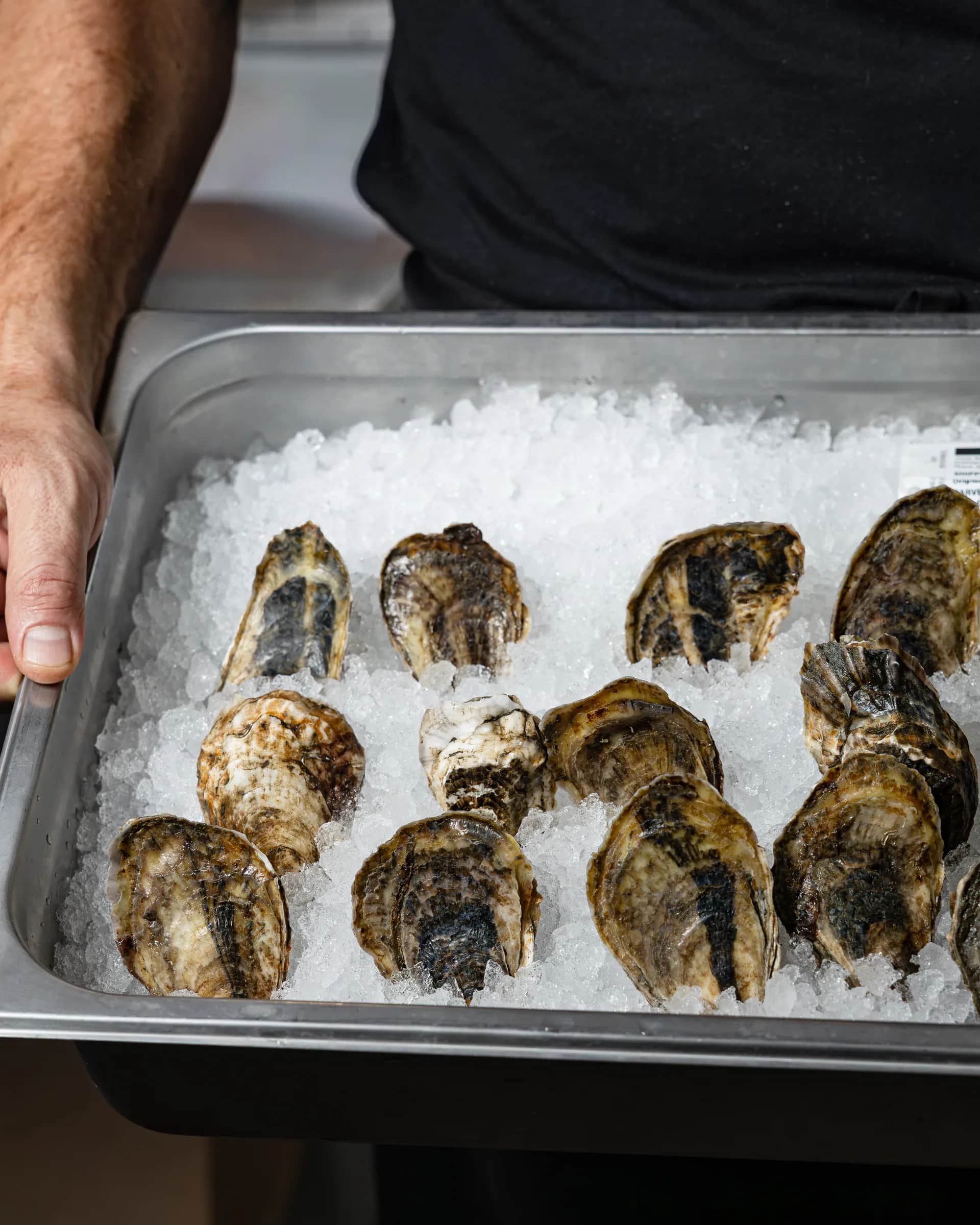 Close-up tray of fresh oysters on crushed ice